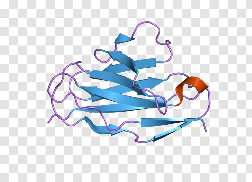Intermediate Filament Glial Fibrillary Acidic Protein Microtubule - European Bioinformatics Institute Transparent PNG