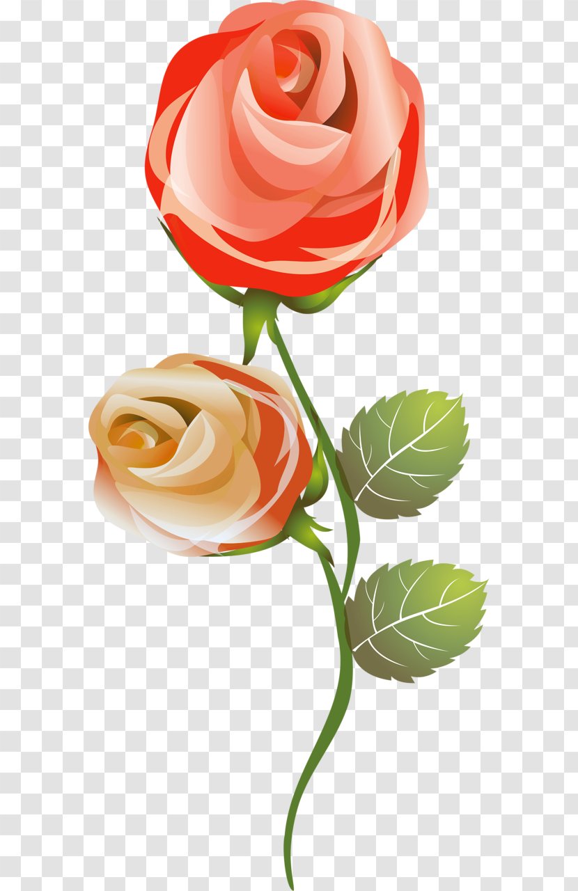 Garden Roses French Rose Flower Cut Flowers Transparent PNG