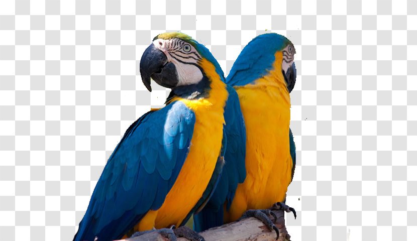 Parrot Blue-and-yellow Macaw Bird Lear's - Macaws Transparent PNG