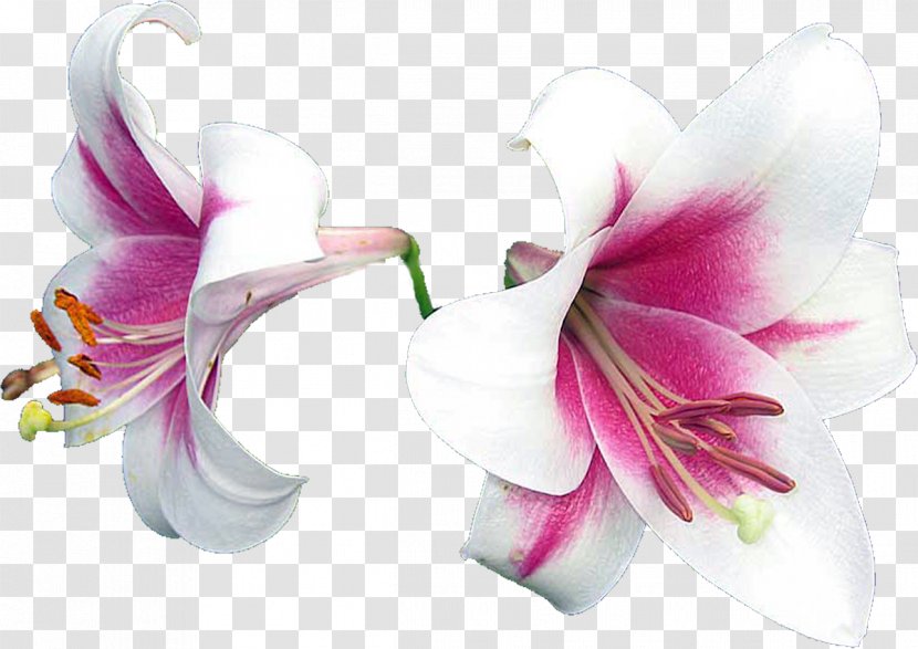 Lily Flowering Plant Daffodil Cut Flowers - Petal Transparent PNG