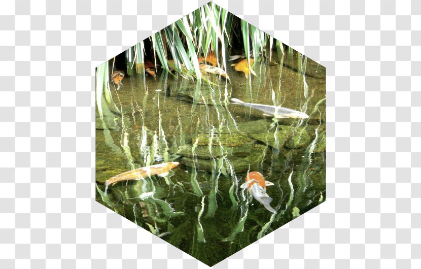 Koi Fish Pond Ecosystem Aquatic Plants - Grasses Transparent PNG