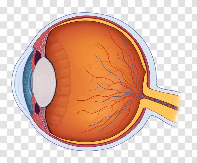 Human Eye Anatomy Body Royalty-free - Flower - Eyes Transparent PNG