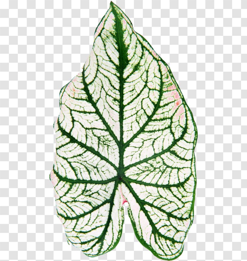 Leaf Plant Stem Flower Clip Art - Flora Transparent PNG
