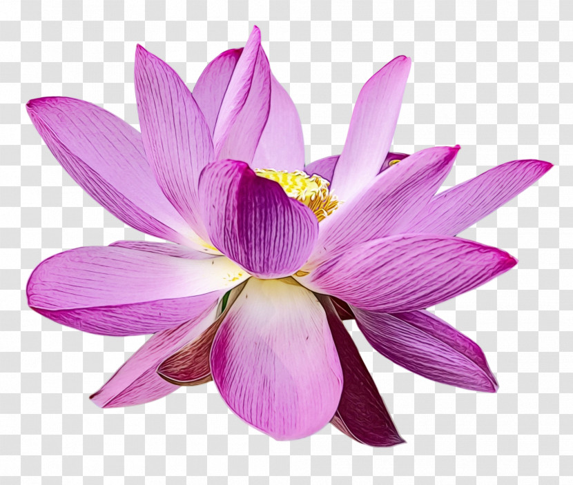 Sacred Lotus Herbaceous Plant Plants Lotus-m Science Transparent PNG