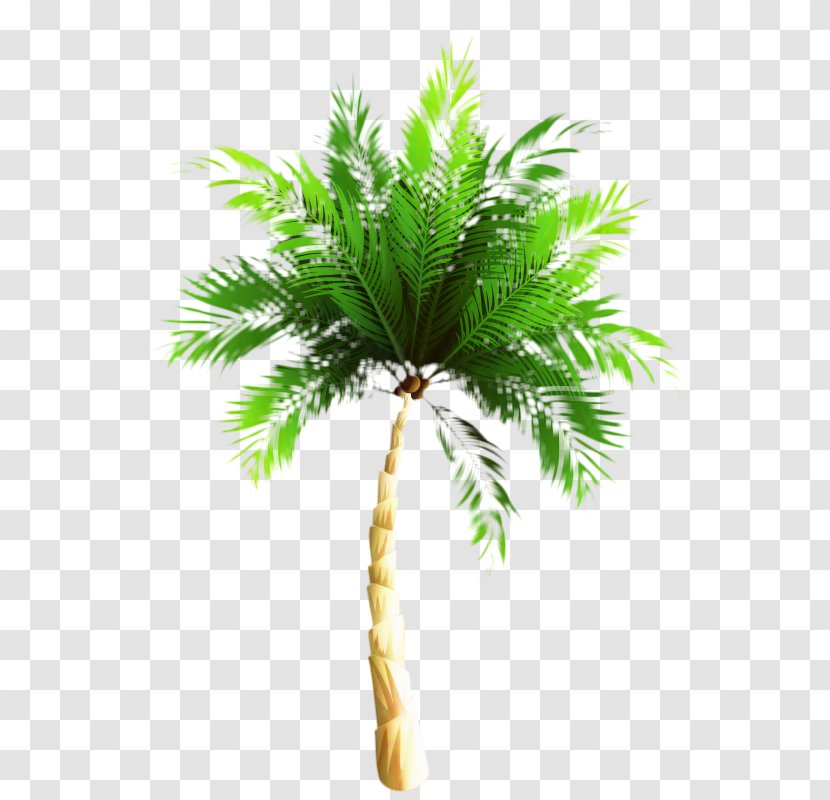 Asian Palmyra Palm Babassu Trees Oil Palms Coconut - Roystonea - Attalea Transparent PNG