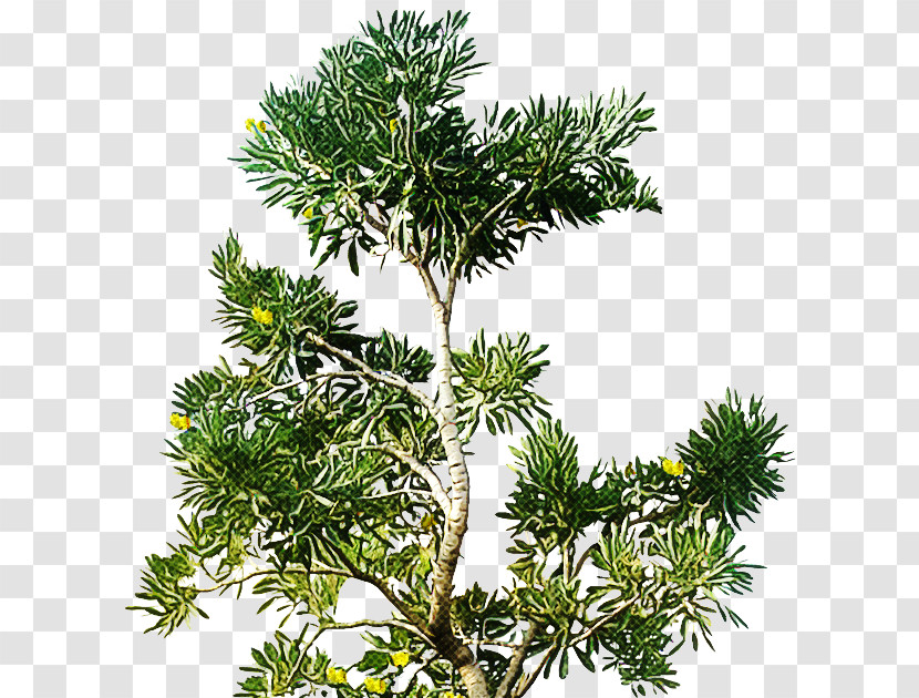 White Pine Yellow Fir Tree Jack Pine Balsam Fir Transparent PNG
