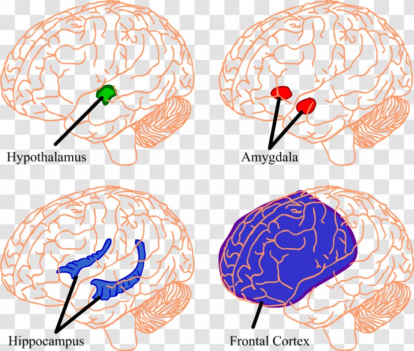 Brain Hippocampus Amygdala Hypothalamus Prefrontal Cortex - Cartoon Transparent PNG