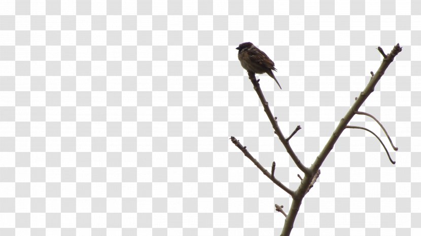 Bird Sparrow Mahjong Icon - Standing On The Branches Of A Transparent PNG