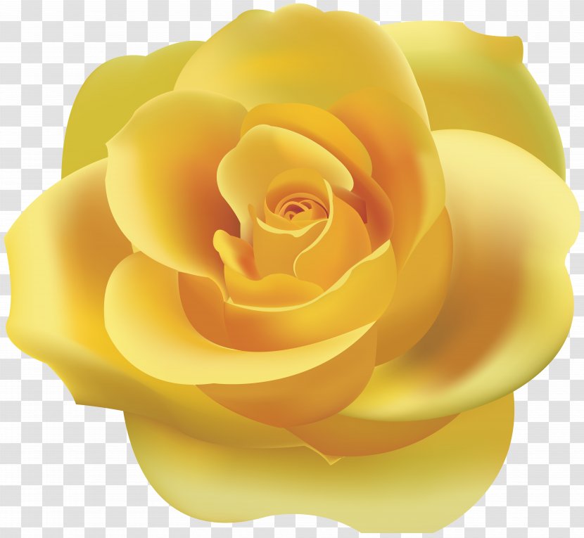Rose Yellow Clip Art - Color Transparent PNG