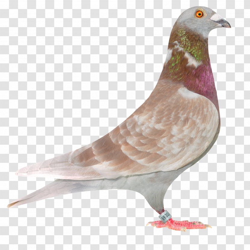 Columbidae Racing Homer Homing Pigeon Bird Fancy Transparent PNG
