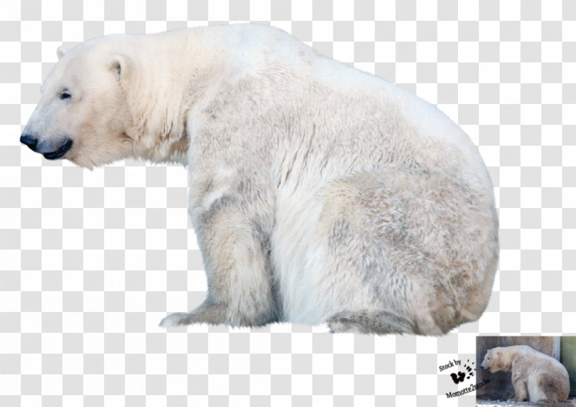 Polar Bear Desktop Wallpaper Clip Art - Kodiak Transparent PNG