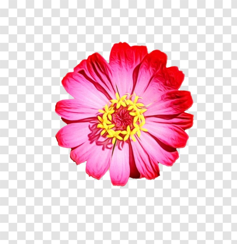 Garden Cosmos Transvaal Daisy Chrysanthemum Dahlia Cut Flowers - Plant - Aster Transparent PNG