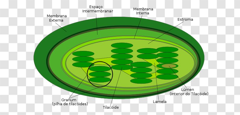 Chloroplast Thylakoid Plant Cell Photosynthesis - Oval Transparent PNG