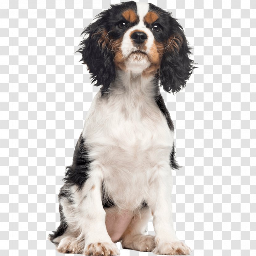 English Springer Spaniel Cavalier King Charles Dog Breed Puppy - Like Mammal Transparent PNG