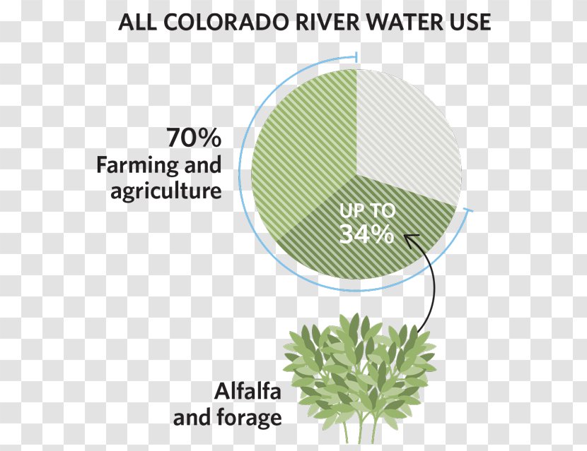 Colorado River Water Food - Organism - Alfalfa Transparent PNG