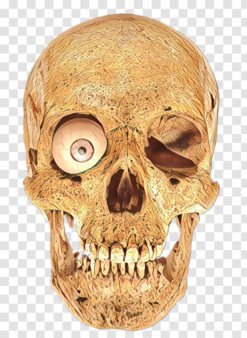 Skull Bone Head Jaw Forehead - Human Anatomy Skeleton Transparent PNG
