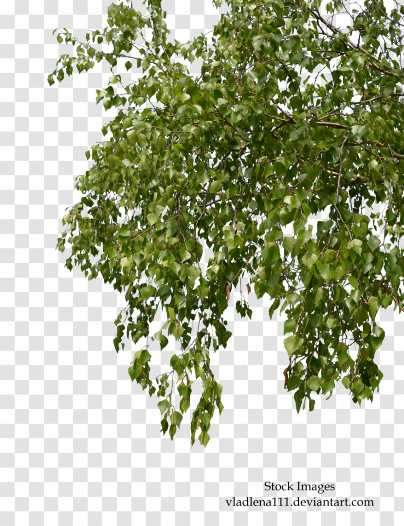 Tree Branch Birch - Shrub - Branches Transparent PNG