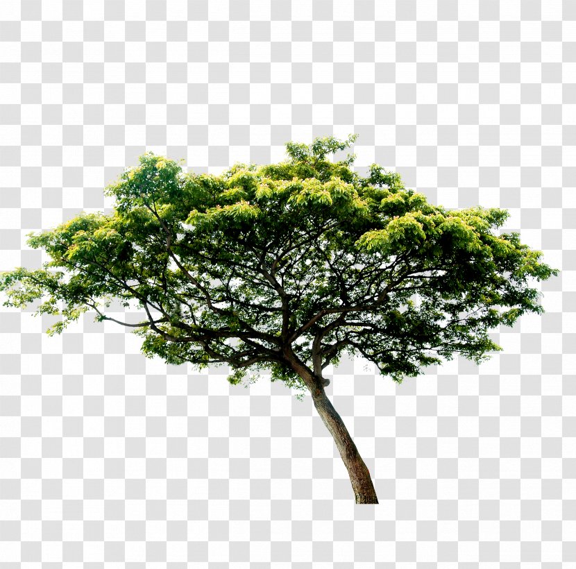 Tree - Leaf - Poster Transparent PNG