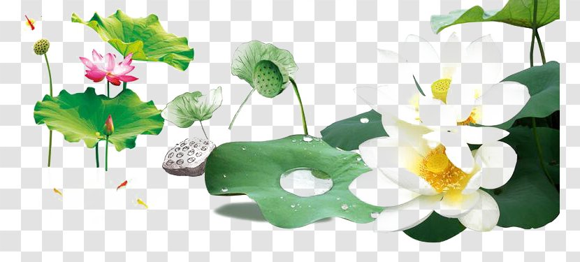 Nelumbo Nucifera Download Clip Art - Flower - Lotus Pond Transparent PNG