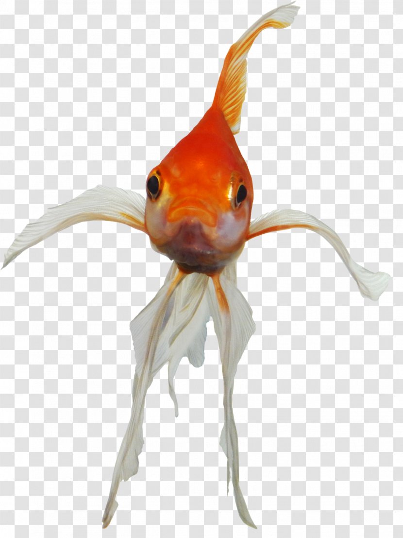 Goldfish - Orange - Organism Transparent PNG