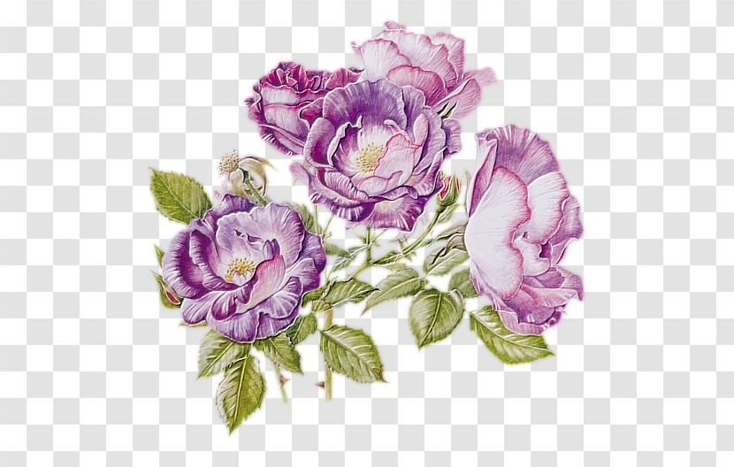 Rose Transparent PNG