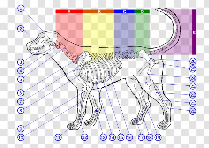 Dog Anatomy Vertebral Column Thoracic Vertebrae - Tree Transparent PNG