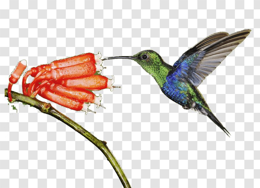 Hummingbird Light Animal - Heart - Bird Transparent PNG