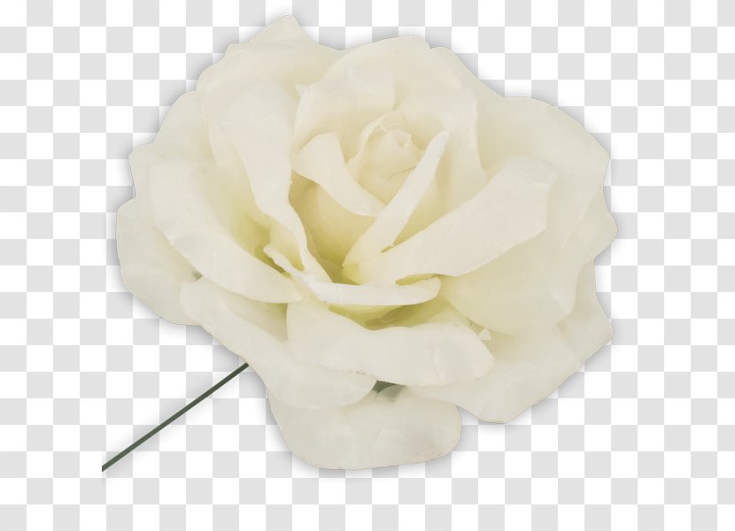 Garden Roses Centifolia Cut Flowers Petal - White Transparent PNG