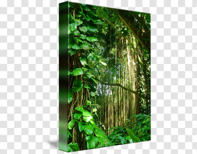 Rainforest Biome Nature Reserve Vegetation - Green - Jungle Vines Transparent PNG
