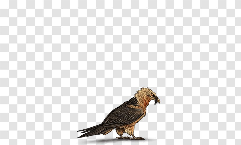Buzzard Hawk Eagle Beak Feather Transparent PNG