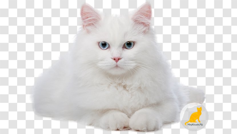Kitten Chantilly-Tiffany Congenital Sensorineural Deafness In Cats Pet Veterinarian - Napoleon Cat Transparent PNG