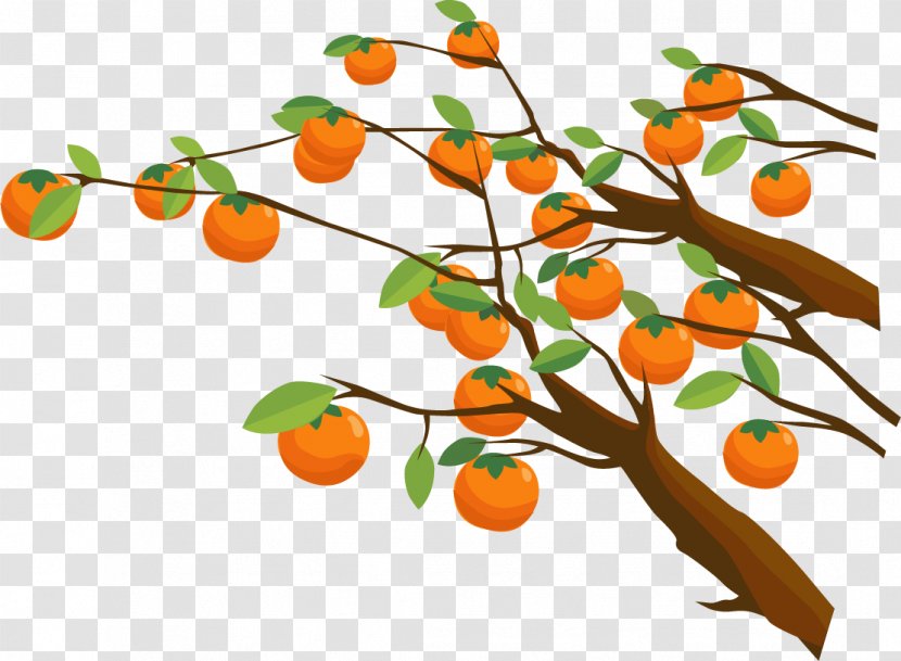 Persimmon Tree Euclidean Vector - Fruit - Painted Transparent PNG