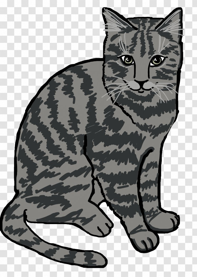 European Shorthair California Spangled Ocicat Manx Cat Tabby - Chester Cool Bully Transparent PNG