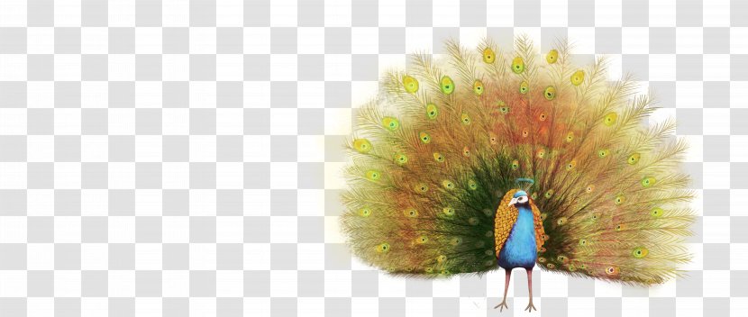 Peafowl Animal Illustration - Peacock Transparent PNG