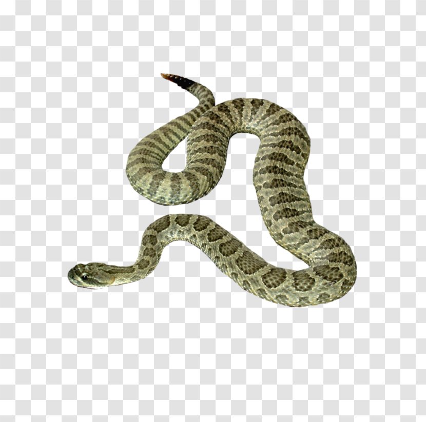 Snake Icon - Reptile Transparent PNG