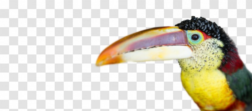 Toucan Beak Hornbill Close-up Feather - Piciformes - Bird Transparent PNG