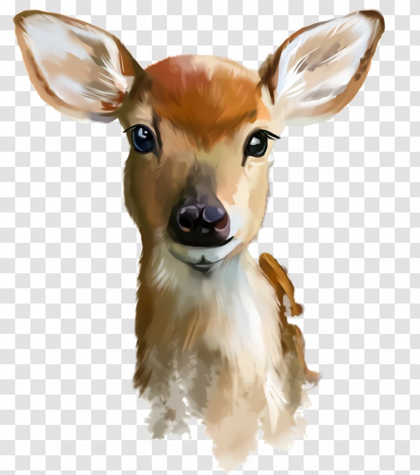 Deer Head Snout Wildlife Fawn - Ear Roe Transparent PNG