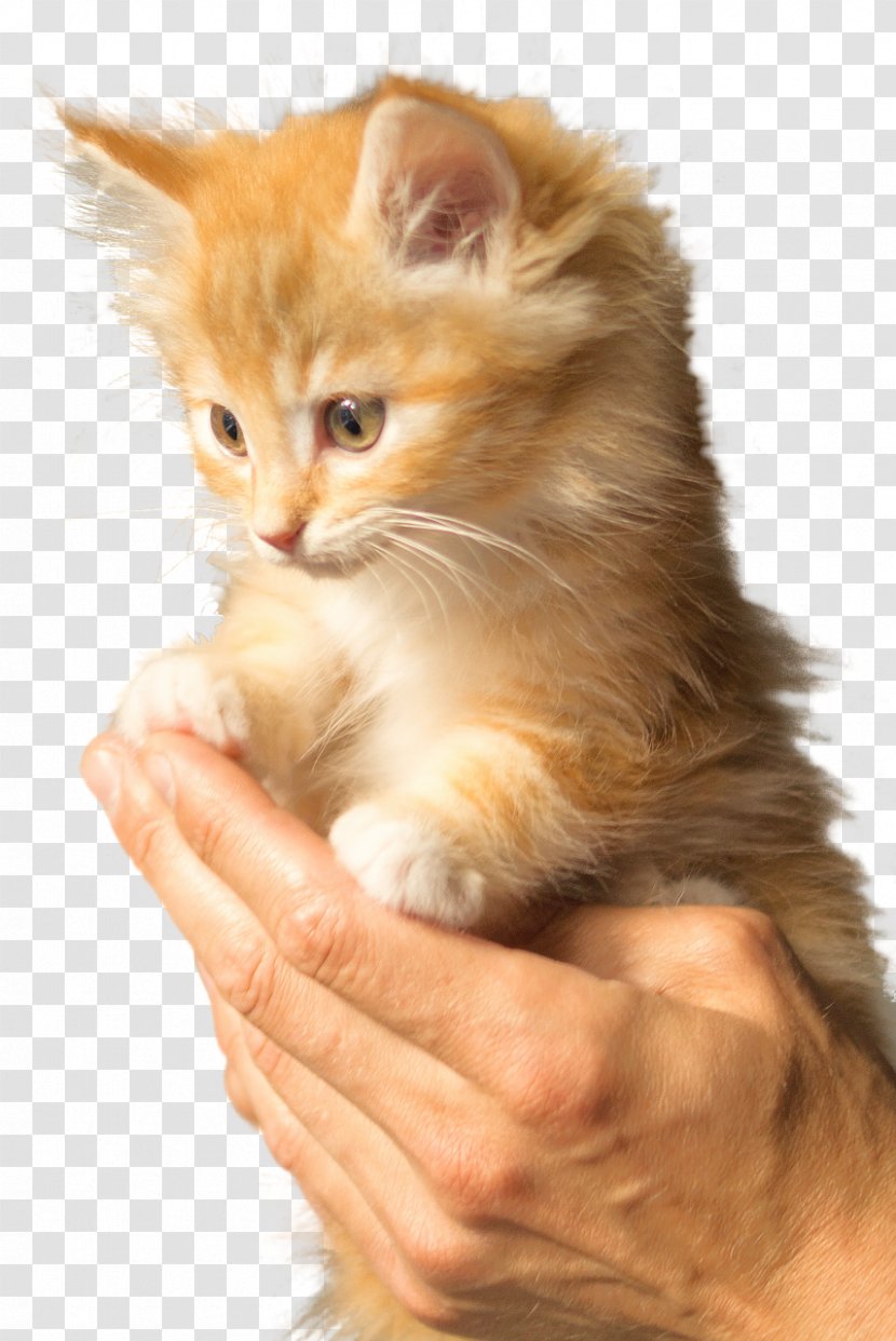 British Shorthair Persian Cat Kitten Puppy Felidae Transparent PNG