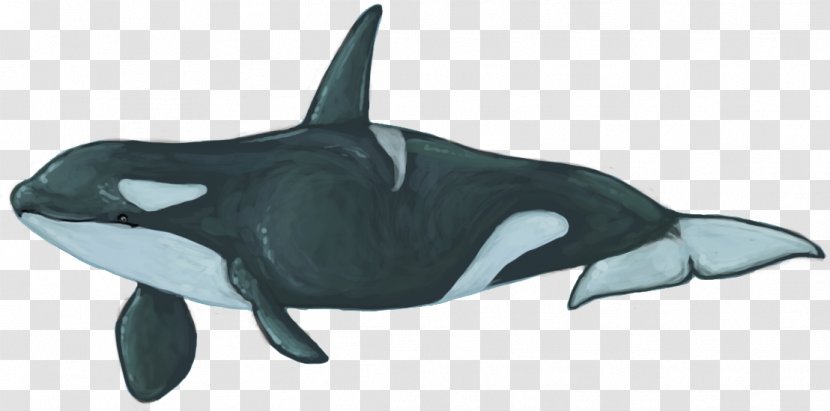 Rough-toothed Dolphin White-beaked Common Bottlenose Killer Whale - Fauna Transparent PNG