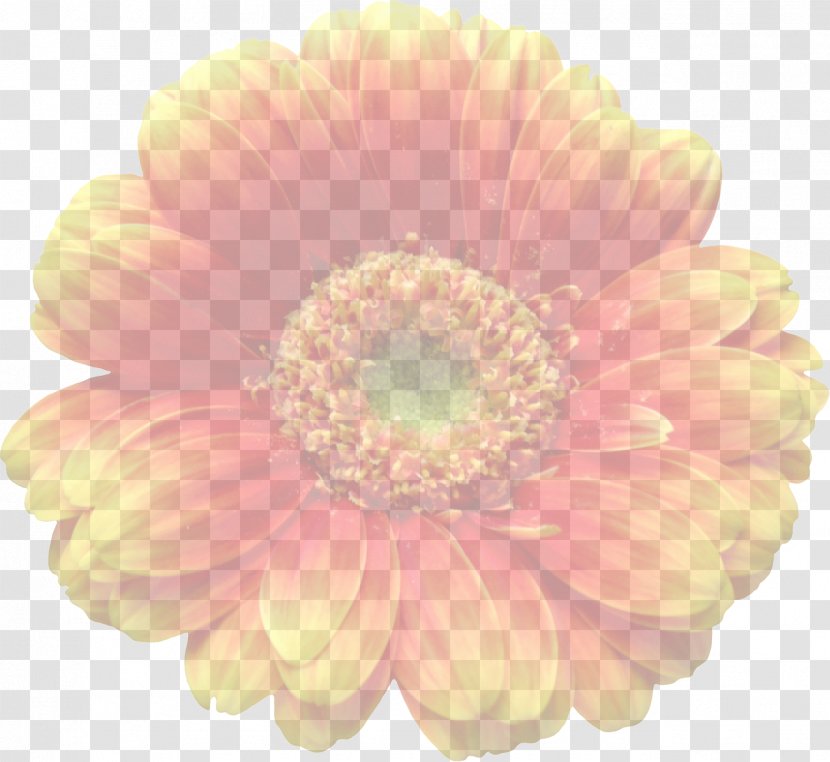 Transvaal Daisy Cut Flowers Transparency And Translucency - Rose - Gerbera Transparent PNG