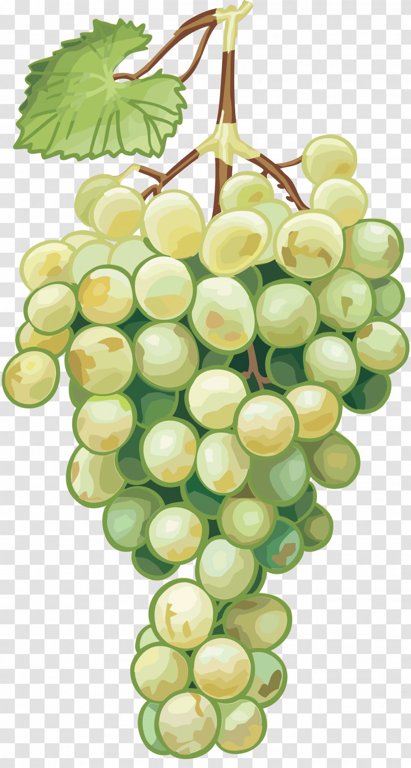 Common Grape Vine Drawing Seed Oil - Vitis - Grapes Transparent PNG