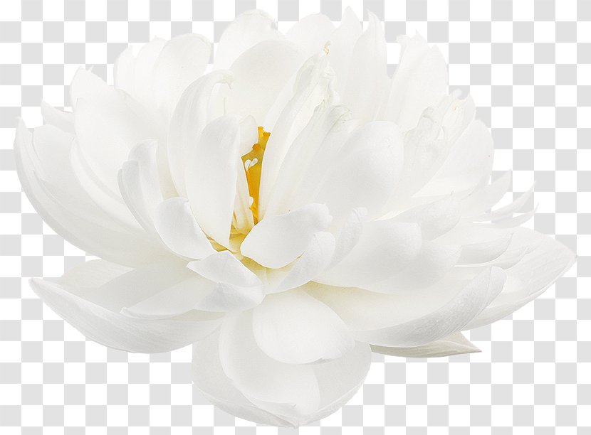 Nelumbo Nucifera Flower White Petal Desktop Wallpaper - Lotus Transparent PNG