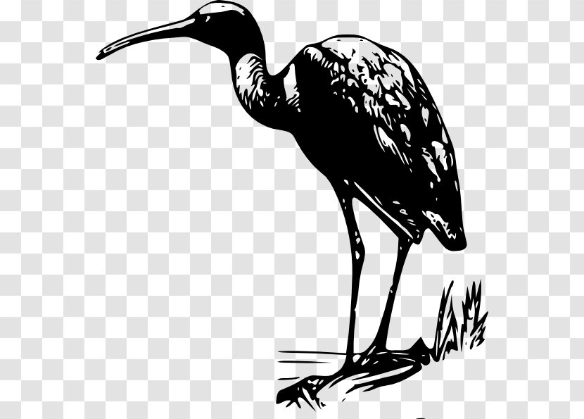 Glossy Ibis Clip Art - American White - Cliparts Transparent PNG