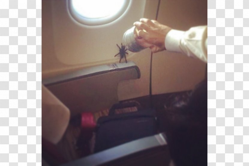 Airplane Flight Attendant Spider Passenger - Drag Transparent PNG