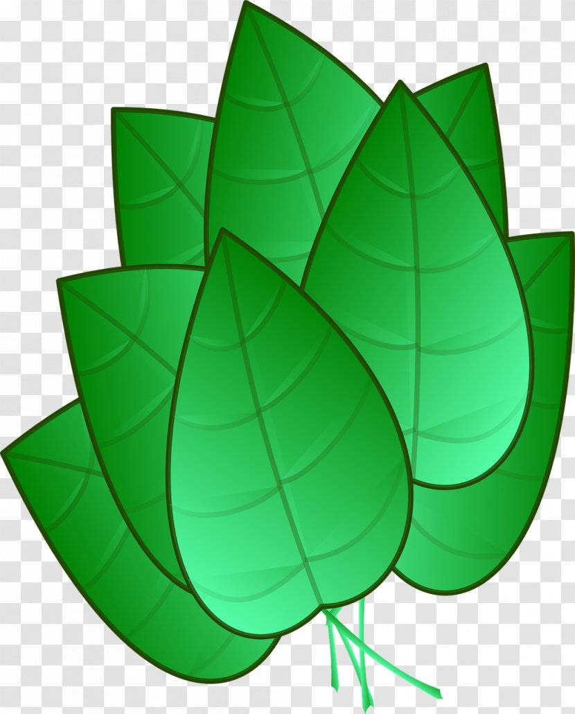 Leaf Drawing Clip Art - Plant Transparent PNG