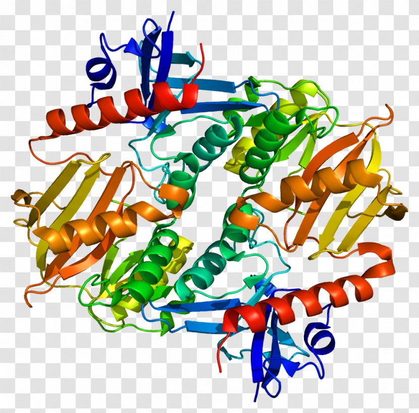 Synapsin 2 I Protein Gene - Synaptic Vesicle Transparent PNG
