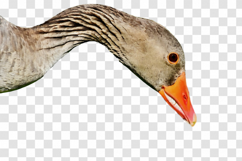Beak Bird Goose Water Bird Duck Transparent PNG