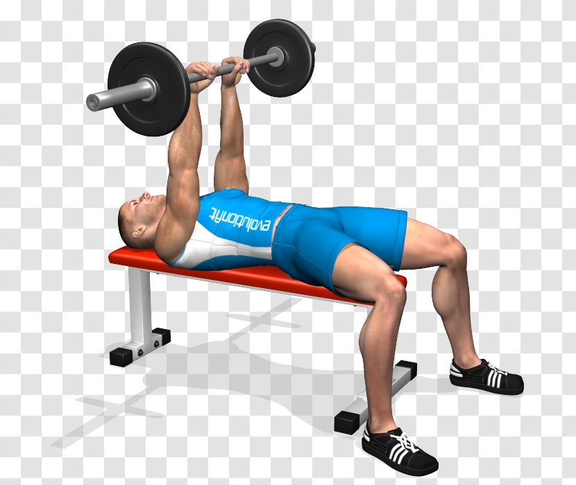 Weight Training Barbell Bench Press Triceps Brachii Muscle - Watercolor Transparent PNG