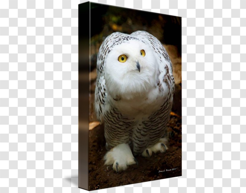 Bird Snowy Owl Barn Northern Hawk-owl Beak - Feather Transparent PNG