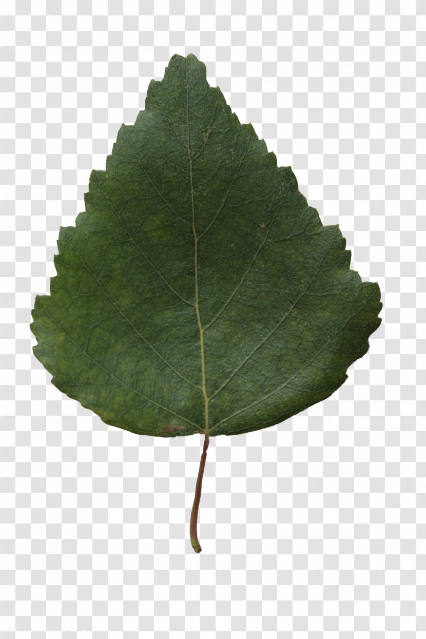 Leaf Birch Tree Plant Branch - Texture Transparent PNG